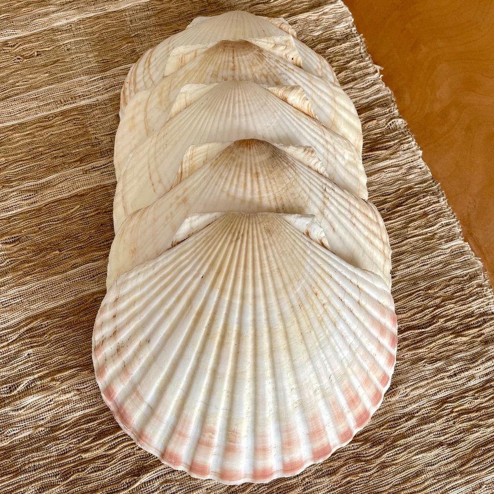 12 Authentic Vintage Scallop Shells